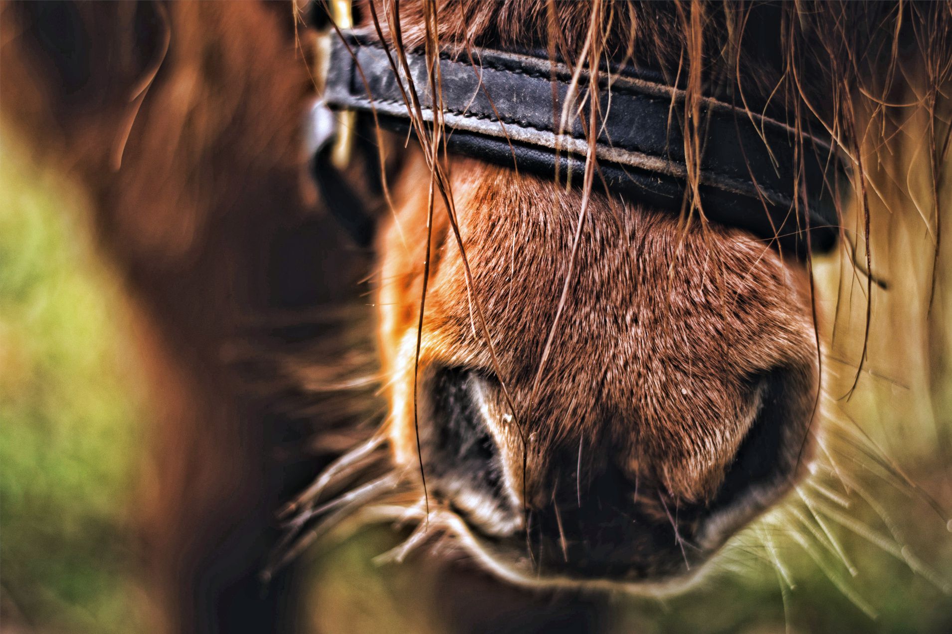 Escursioni a Cavallo Valle Alcantara - Sicily Green Adventures